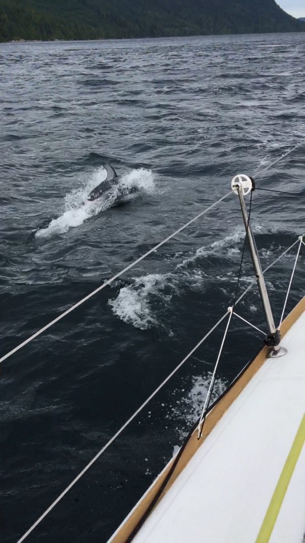 Dolphins Playing with the Boat